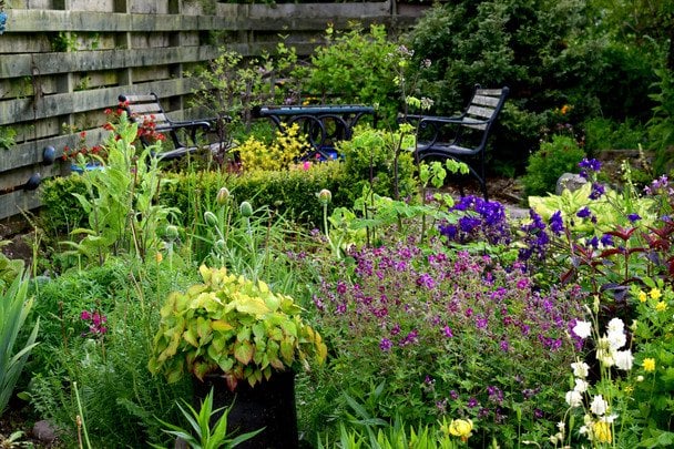 Топ 10 декоративних рослин, які витісняють бур’яни: дієвий спосіб позбутися проблеми раз і назавжди