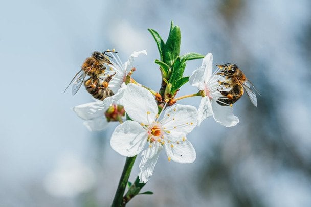 Що станеться з планетою, якщо бджіл не стане: зворотний відлік до глобальної катастрофи
