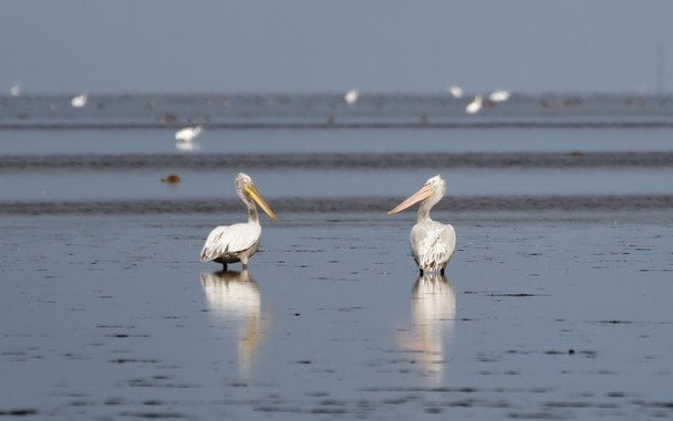 В Україні помітили червонокнижних птахів з «гривою» (відео)
