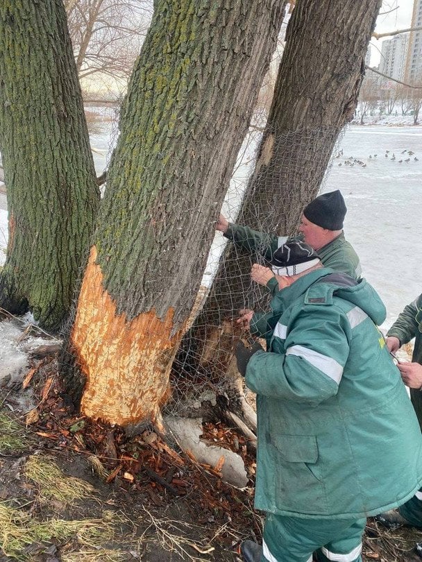 Бобровий рейд на Позняках: у Києві пухнасті "інженери" змусили комунальників реагувати (фото)