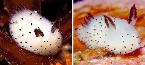 Милий, але небезпечний: "морський кролик" зачарував Мережу (фото)