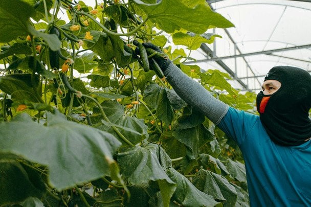 Топ-п’ять сортів огірків, які люблять навіть ліниві садівники: зберете великий урожай