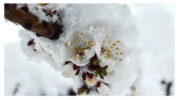 Як захистити абрикос та персик від морозів цієї весни