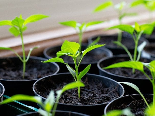 Чим підживити розсаду перця для росту та загартування рослини