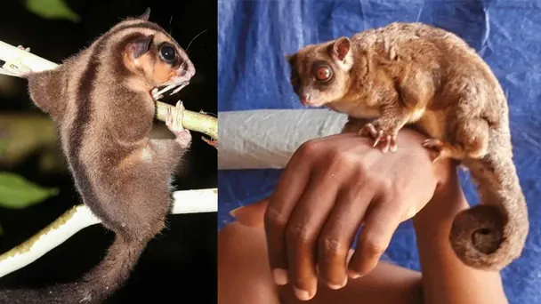 Ховалися 6 тисяч років: вчені знову відкрили два види сумчастих