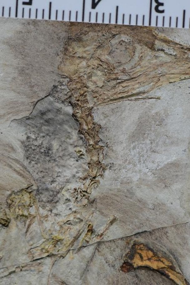 У Китаї знайшли дивного динозавра з понад 800 каменями у горлі: що з ним сталося