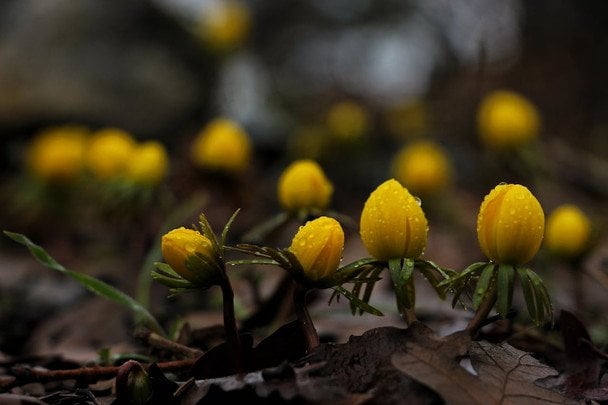 Де стане тепліше вихідними: прогноз погоди на 21-22 березня