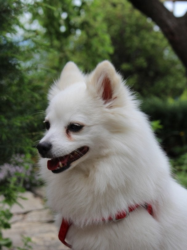 Жінка витратила $1700 на "школу" для собаки: у програмі — тест характеру та автобус