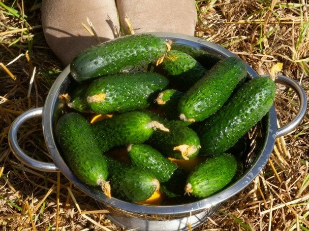 Цей простий трюк з одним інгредієнтом змусить огірки рости вдвічі швидше