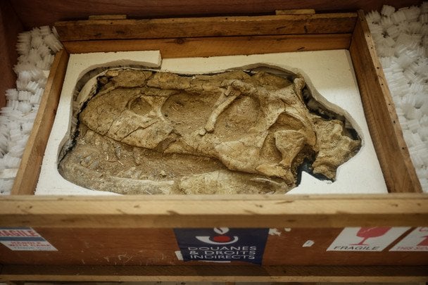 Найбільший у своїй ері: вчені виявили гігантського тиранозавра