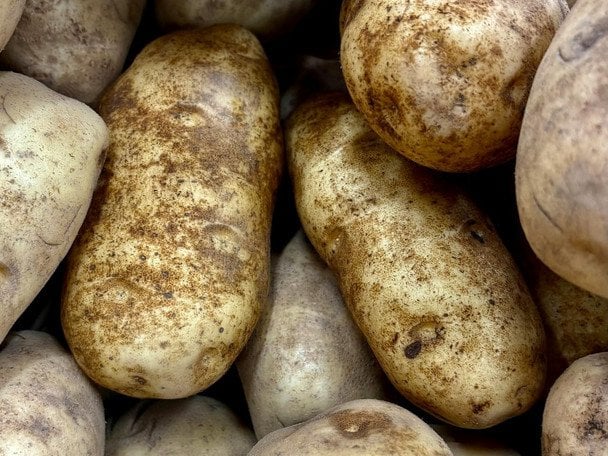 Городники в захваті: сорт картоплі, що дає рівні, великі бульби за будь-якої погоди — до 15 з одного куща