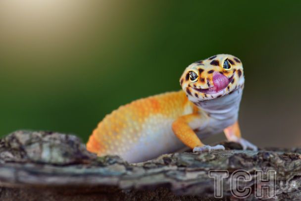 У США знайшли шкіру рептилії, якій майже 300 мільйонів років: що це означає