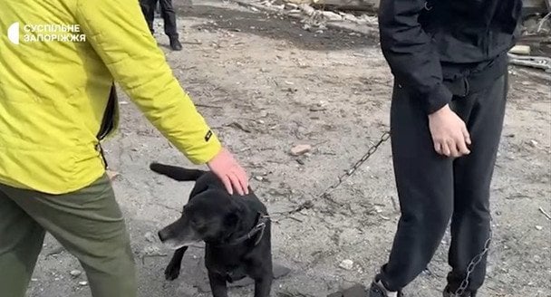 Росіяни убили подружжя у Запоріжжі: собака загиблих не відходить від місця трагедії