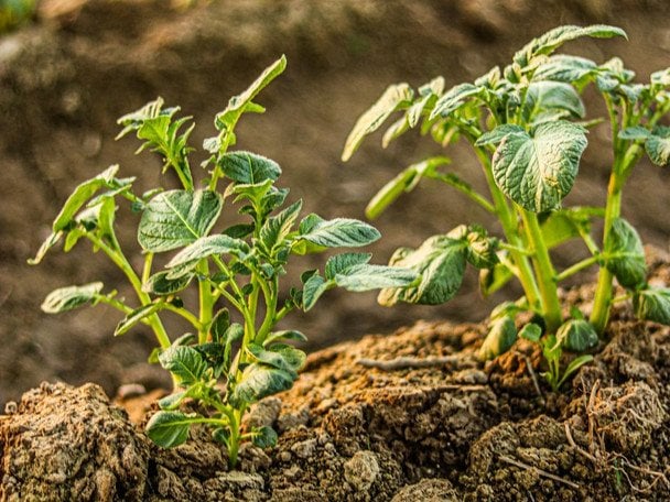 Якщо любите садити картоплю на одному місці: ось через скільки років ви втратите урожай
