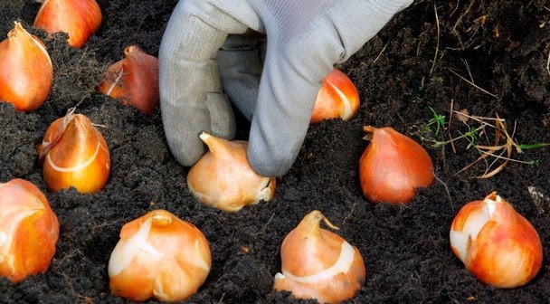 Чи можна садити тюльпани навесні: коли та як це правильно робити