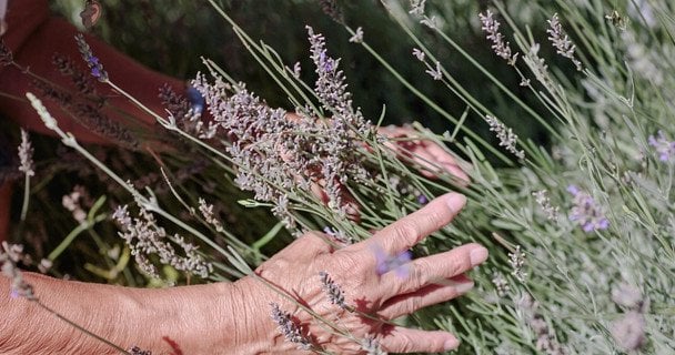 Що обов’язково потрібно зробити у березні для пишних кущів лаванди: як обрізати, чим підживити рослину