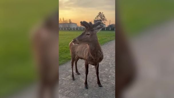 Жінка збила відомого на всю Україну оленя і кинула його в критичному стані: всі деталі ДТП та у якому стані Борис