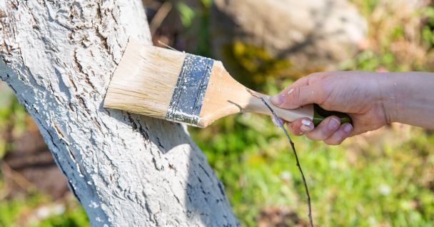 На плодових деревах не буде моху та лишайників: чим обробити, щоб стовбури завжди були чистими
