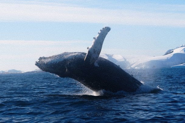 Молодий кит опинився у річці за десятки кілометрів від океану: чим все закінчилось