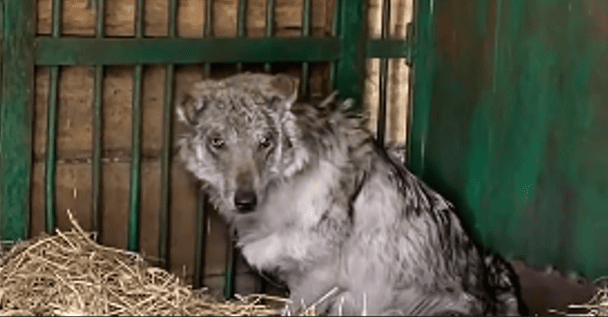 З-під кордону Росії евакуювали вовка з посттравматичним синдромом