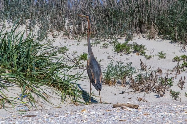 Очеретяна невидимка: на Одещині помітили рідкісного птаха (фото)