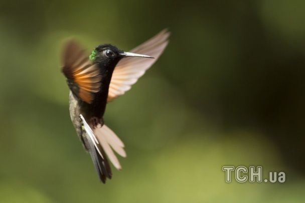 Колібрі обожнюють "пияцтво": як птахи споживають цукор у дикій природі