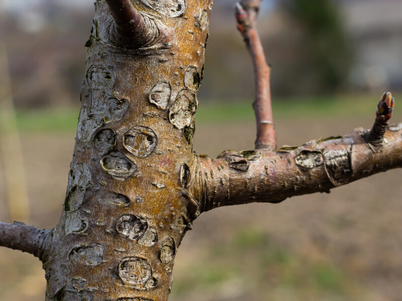У квітні обробіть цим сад – і він віддячить щедрим урожаєм. Чому гілки мають блищати У квітні обробіть цим сад – і він віддячить щедрим урожаєм. Чому гілки мають блищати