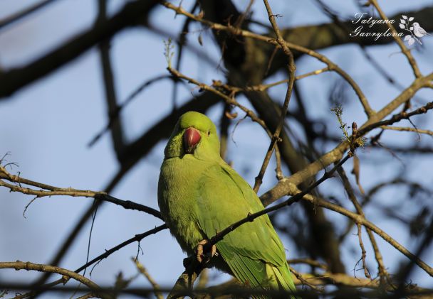 Папуги свідомо використовують імена людей, а не просто повторюють їх — що виявили вчені