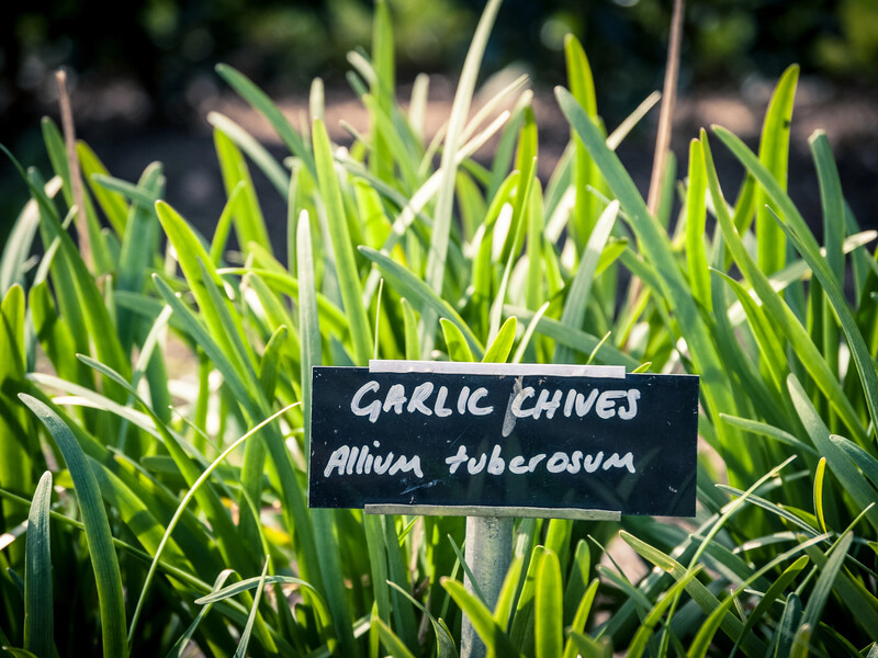 Якщо часник пожовтів у квітні – полийте його цією доступною сумішшю. У липні виростуть величезні головки