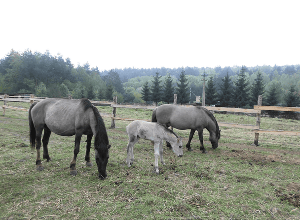 В Україні відродили унікальну тварину, яку винищили понад 100 років тому: де її можна побачити
