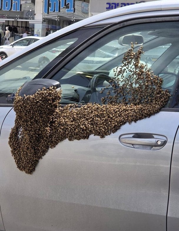 Десятки тисяч бджіл "захопили" авто та ТЦ — що відомо (фото, відео)