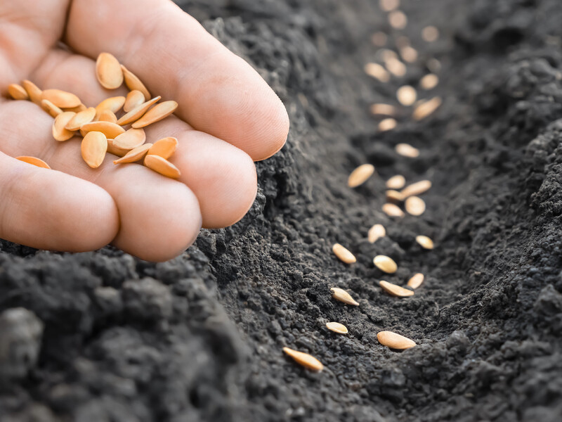 Залийте насіння цим, щоб легко визначити непридатне. Лайфхак