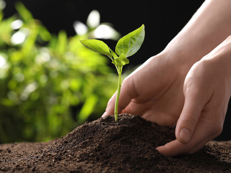 Названо найкращі дати для посіву городніх культур. Посівний календар на квітень