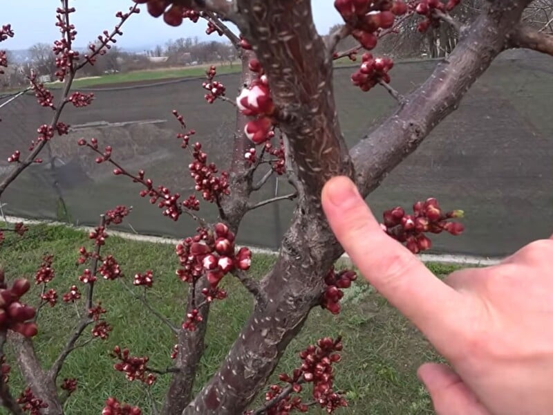 Не чекайте на цвітіння, інакше втратите врожай через моніліоз. Коли провести першу обробку Не чекайте на цвітіння, інакше втратите врожай через моніліоз. Коли провести першу обробку