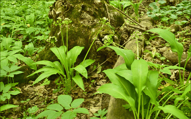 Як відрізнити черемшу від чемериці, щоб зберегти життя собі та своїм близьким