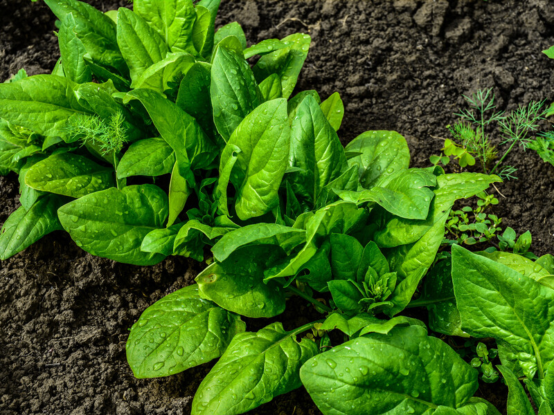 Ці овочі й зелень можна висівати в холодний ґрунт. Назвали найстійкіші до заморозків культури