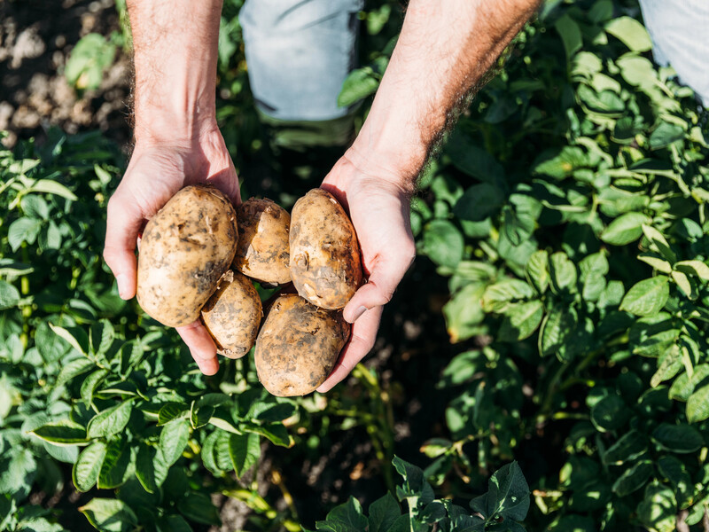 Невибагливі й урожайні. П'ять найкращих сортів картоплі для саджання