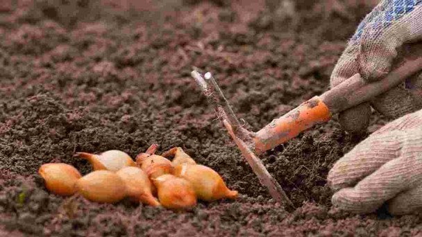 Що додати до лунок під час садіння цибулі, щоб виросла з кулак: не гнистиме й не стрілкуватиме Що додати до лунок під час садіння цибулі, щоб виросла з кулак: не гнистиме й не стрілкуватиме