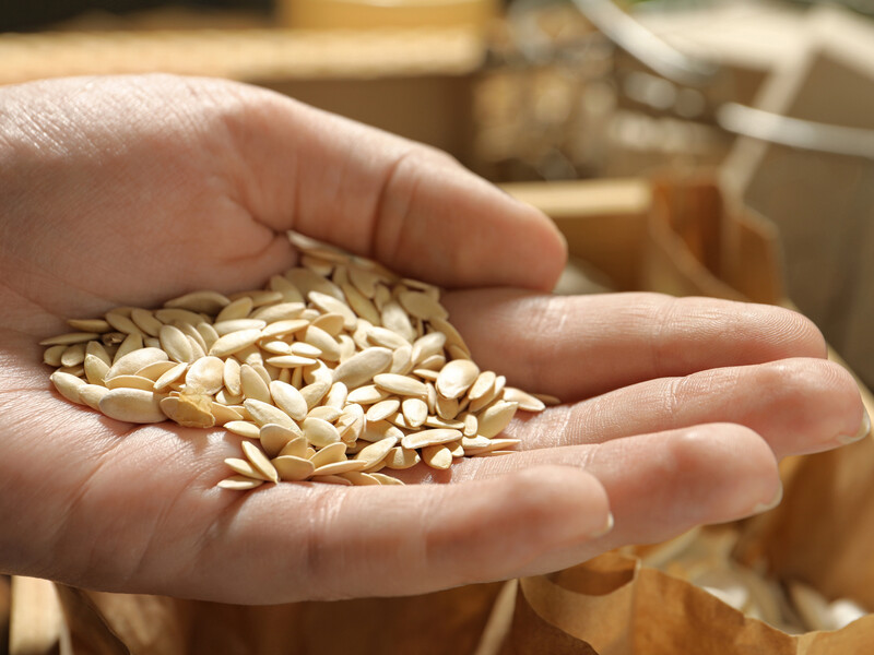 Як знезаразити й загартувати насіння огірків. Поради для стійкості плодів до хвороб