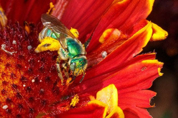 Бджоли можуть змінювати колір просто за лічені години: учені з’ясували, чому так стається