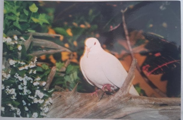 Найстаріший голуб у світі прожив понад 44 роки — фото