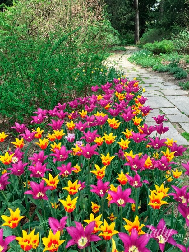 Які декоративні рослини знищують бур’яни: ці квіти та кущі працюватимуть у саду замість вас