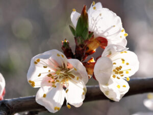 Обробіть цим абрикоси під час цвітіння – й захистіть їх від моніліозу. Названо фунгіцид, безпечний для бджіл