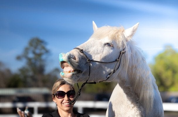 Кінь шокував, виконавши 38 трюків за 3 хвилини: що вміє тварина (фото)