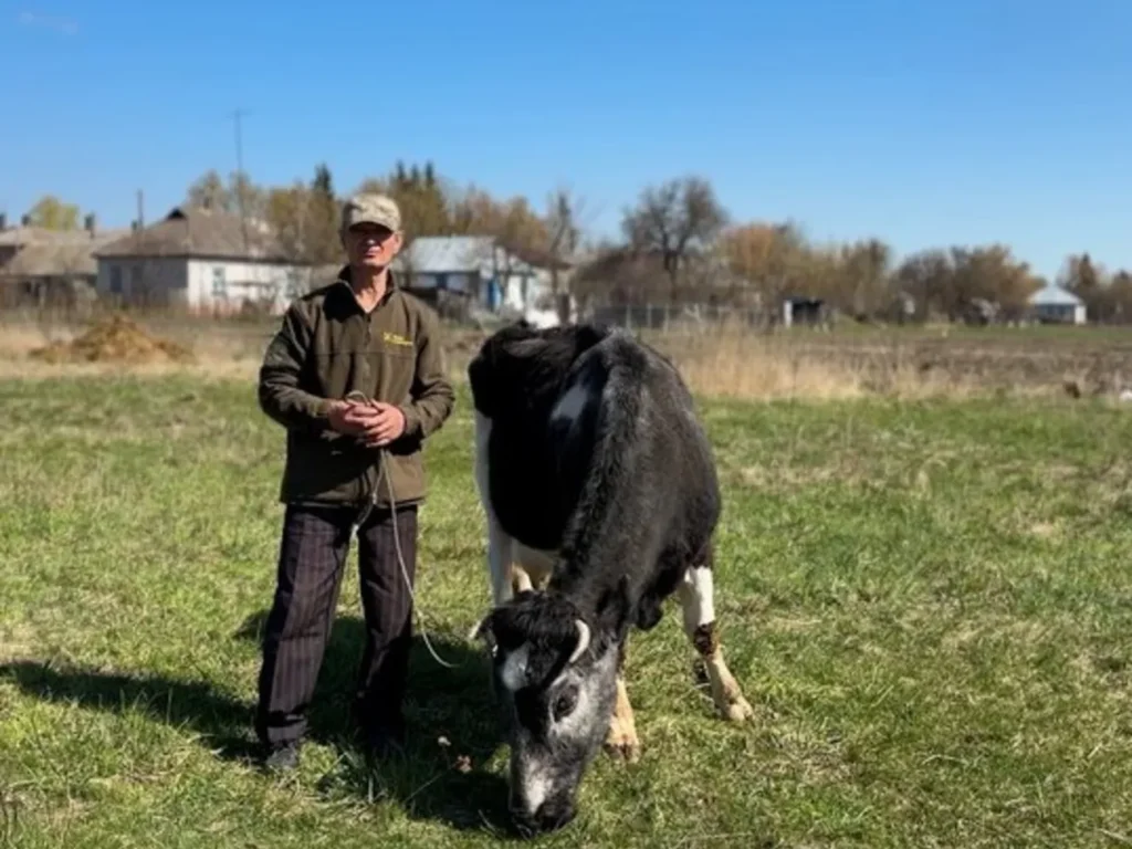 "Покладіть мішок золота, скажу: "Забирайте". В українському селі живе 30-річна корова Майка