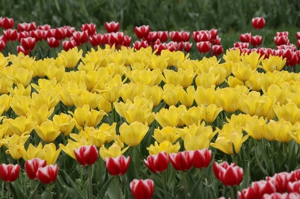 У Києві жінка з палицею влаштувала “помсту” тюльпанам: інцидент потрапив на відео