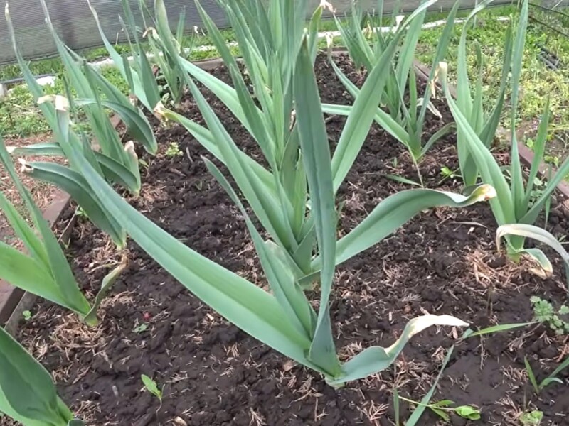 Лише одна ложка цього добрива у квітні – і часник виросте розміром як кулак