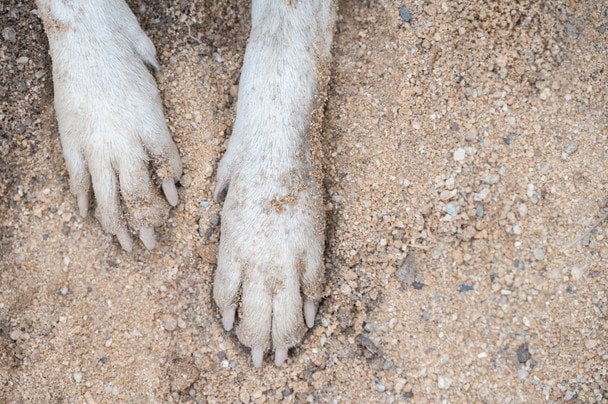 "Не мій пес": власниця собаки, через напад якого дитині ампутували ногу, шокувала заявами