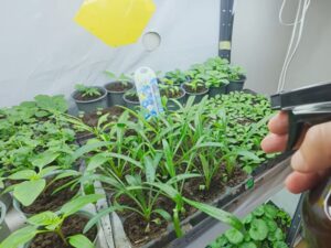 Додайте у воду всього 10 крапель цього препарату – і розсада зміцнішає на очах