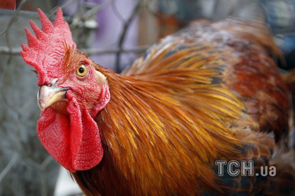 Чи можна варити холодець із півня на Великдень: священник розкрив правду про стародавній звичай